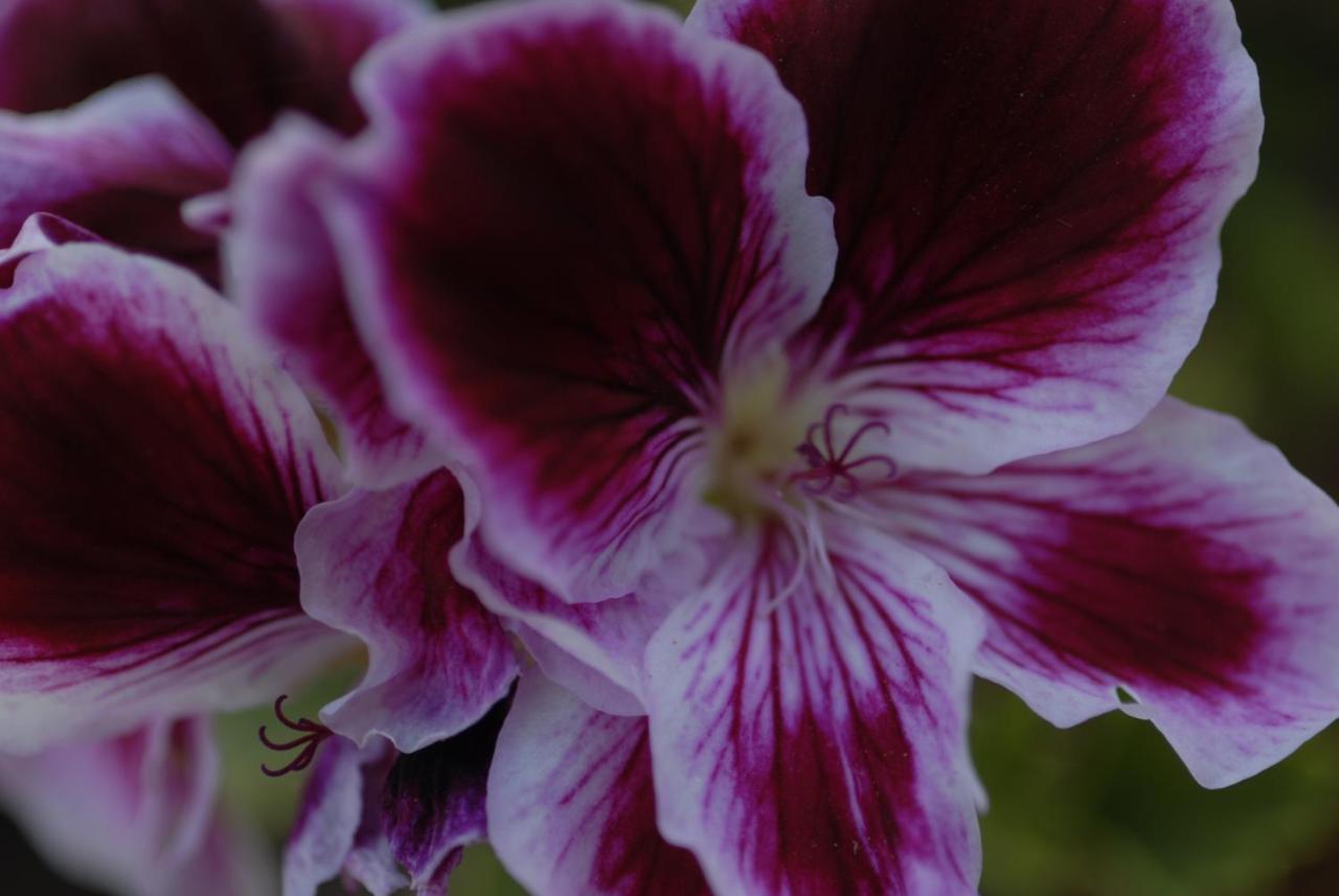 Margarita\'s Studios 2 *