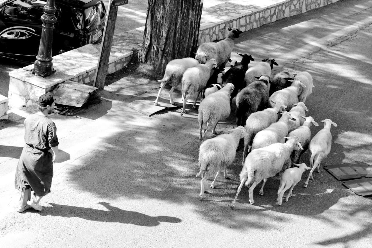 Zefiros Traditional 3 * - pic #11