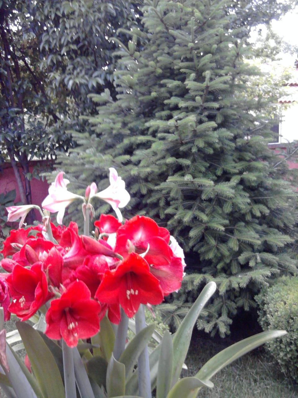 Sofia Rooms 