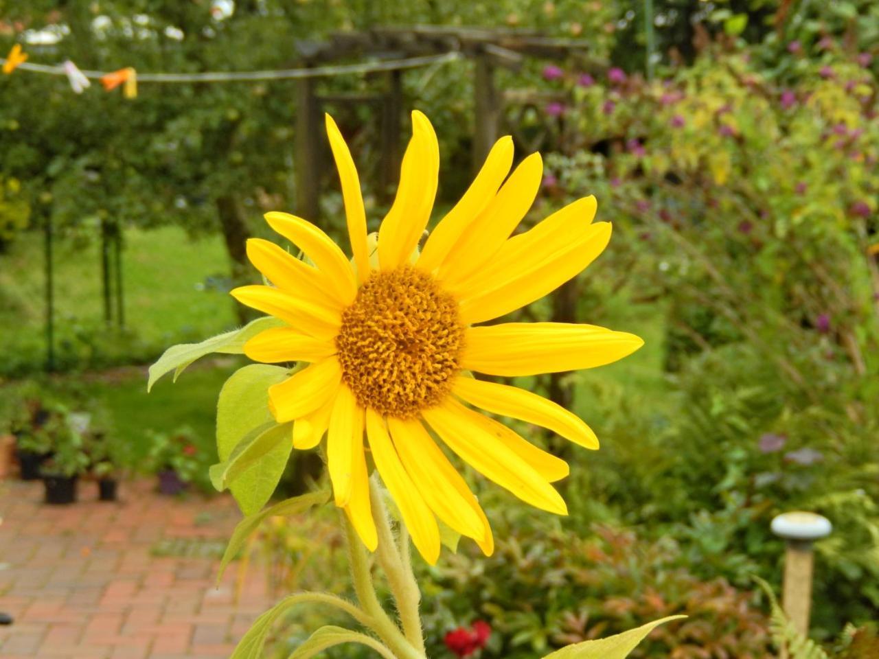 Ferienwohnung Sonnenblume (Adults Only) em Leer