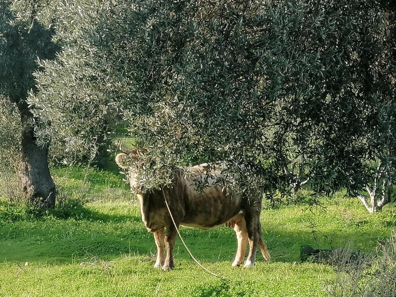 Villa Costas-Popi 