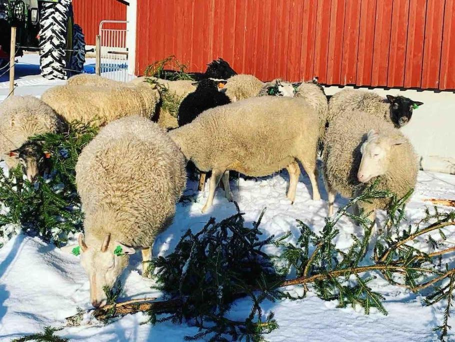 Lammastilan Laavu - Lean To Inarin Tila à Salo