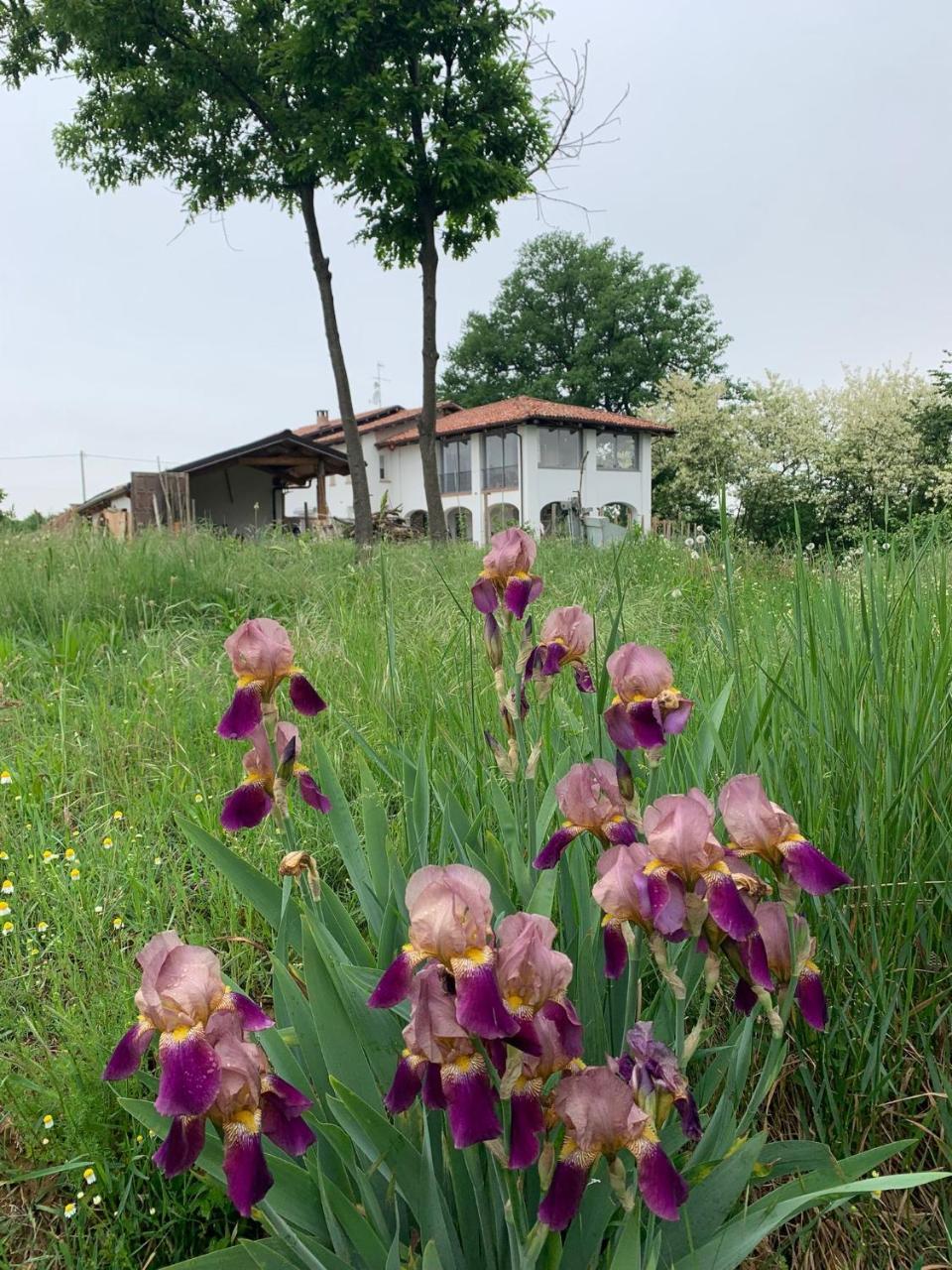 Iris em Dogliani