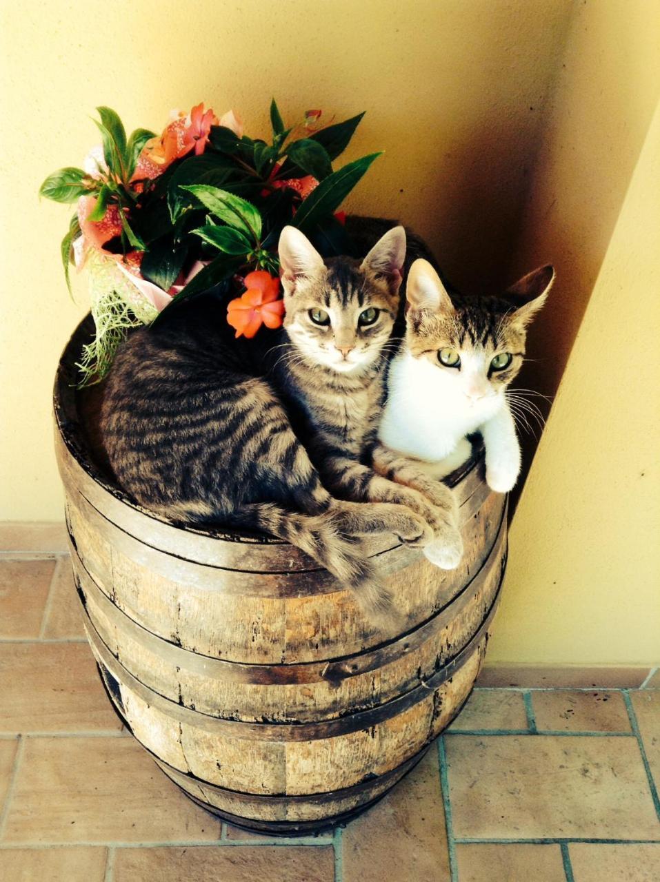 Agriturismo Pian Di Cataverna