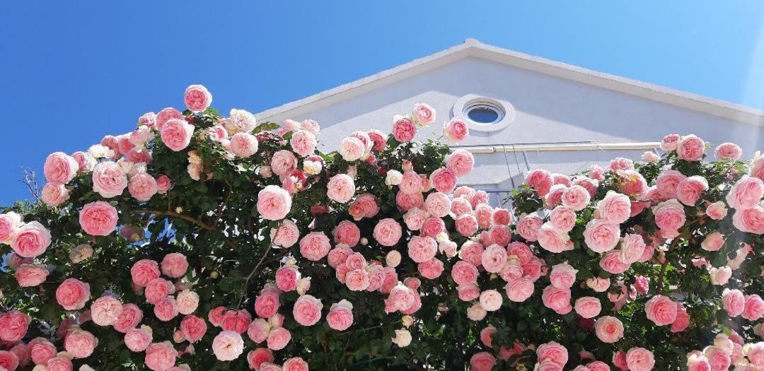 Apartments Villa Vida Orebic