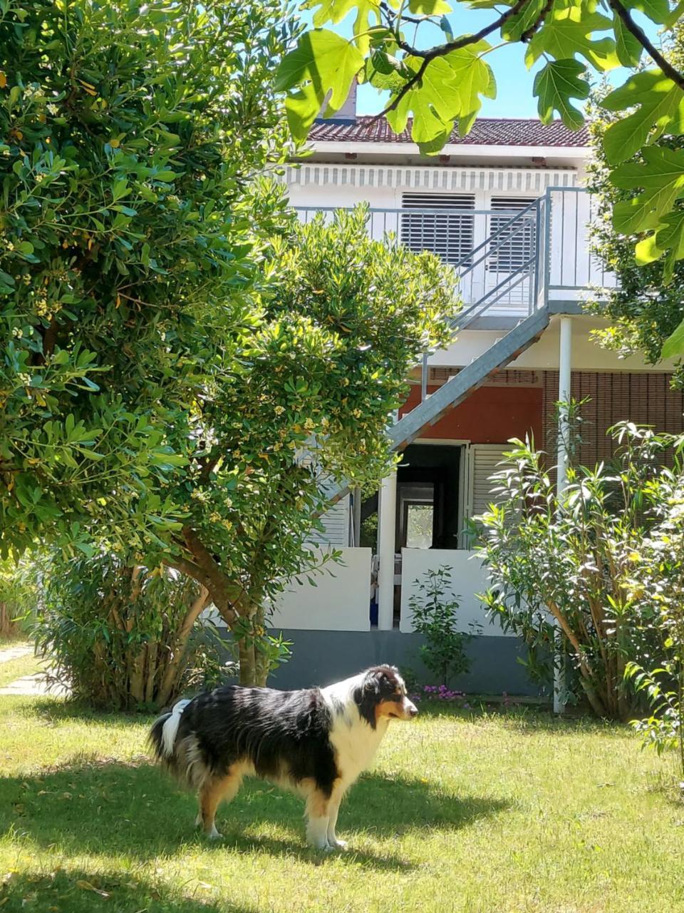 .....und Der Hund Darf Mit