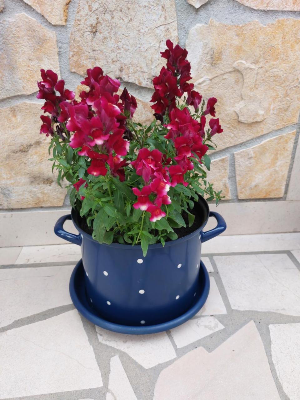 Apartments Villa Lilla