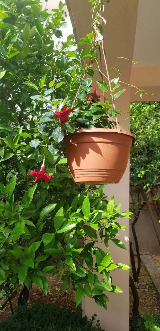 Apartman Nikolic 2