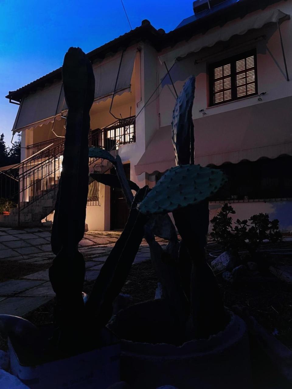 The Land Of The Olive Tree