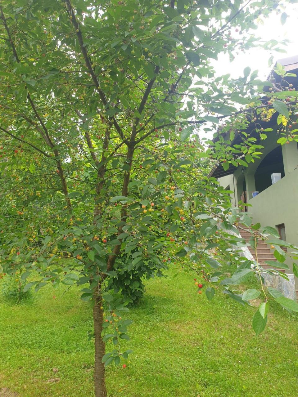 Two Lakes Heaven Forest Retreat by The Mountains