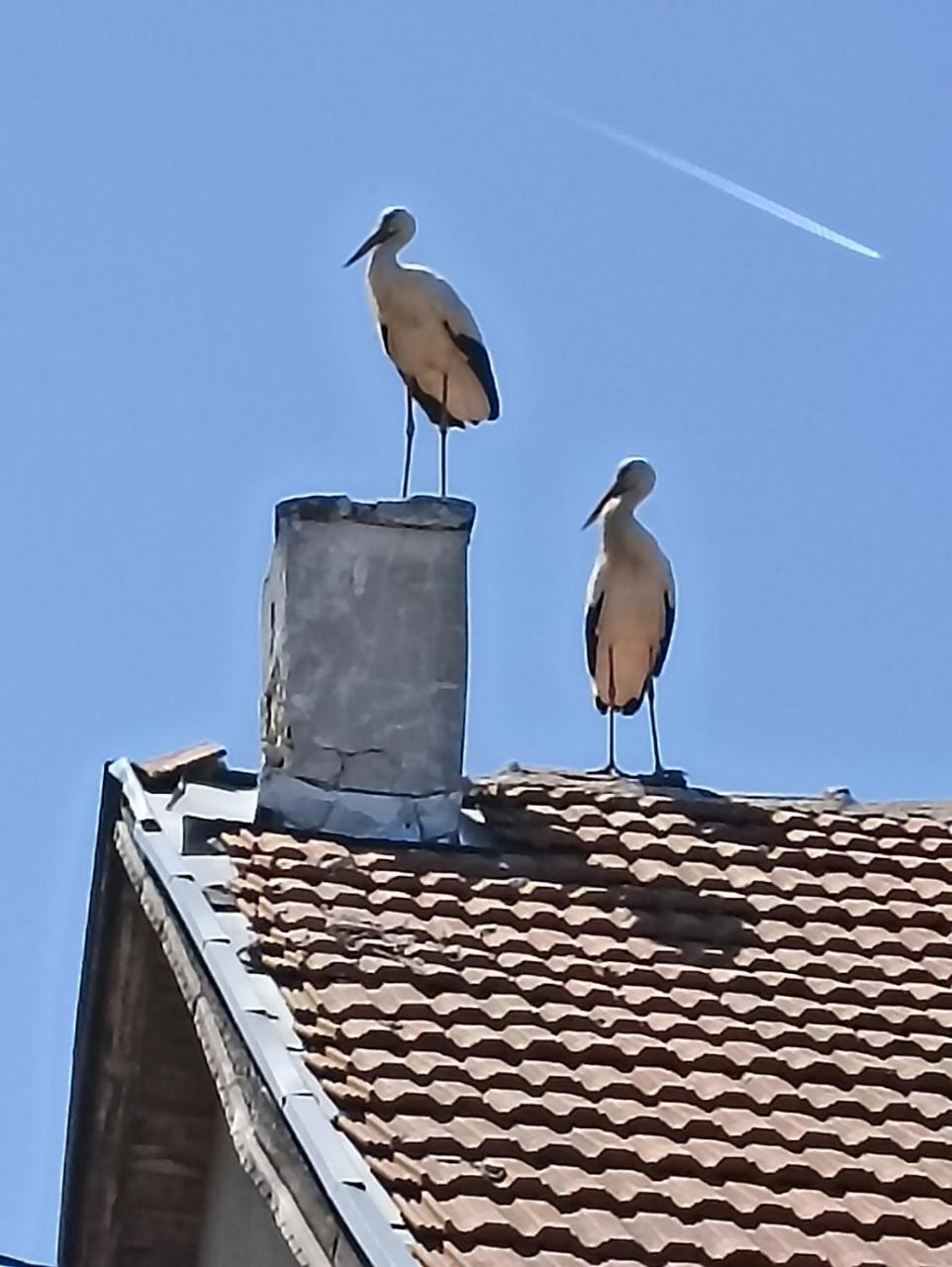 Kyshta Za Gosti Pantovi