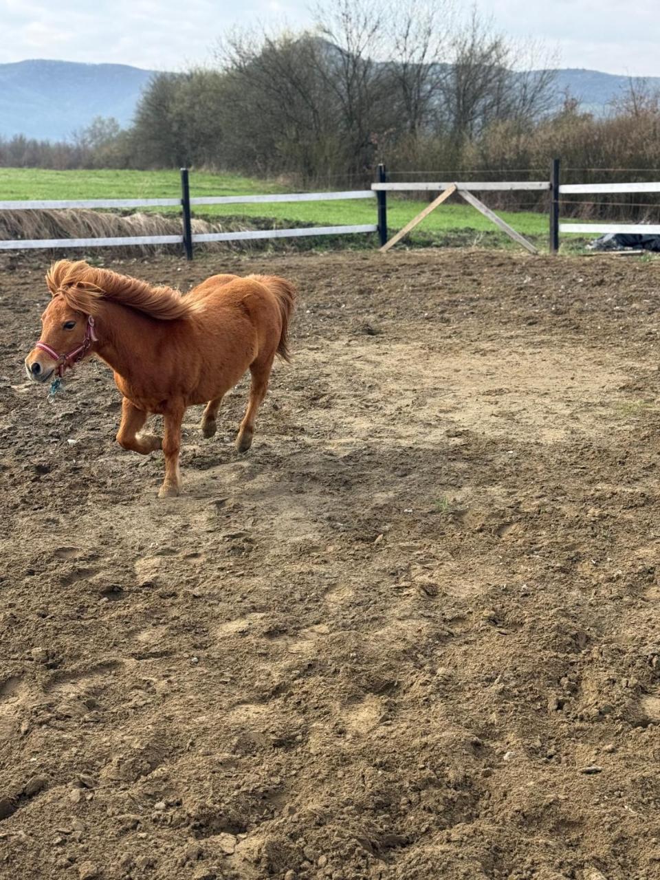 Horse Garden