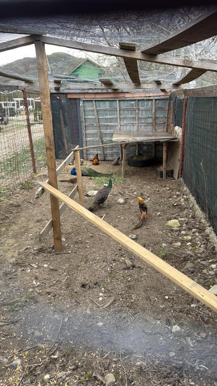 Horse Garden