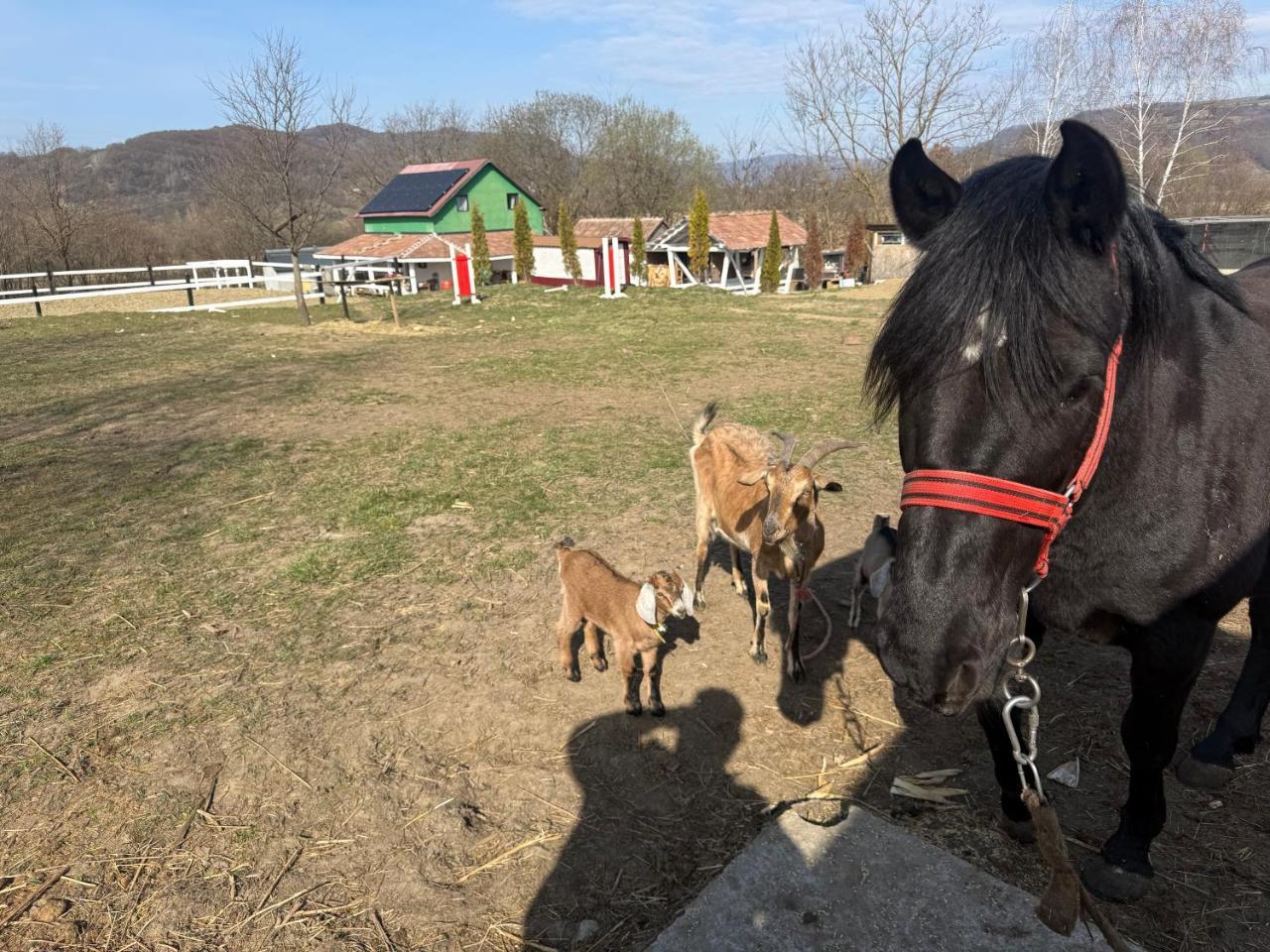 Horse Garden