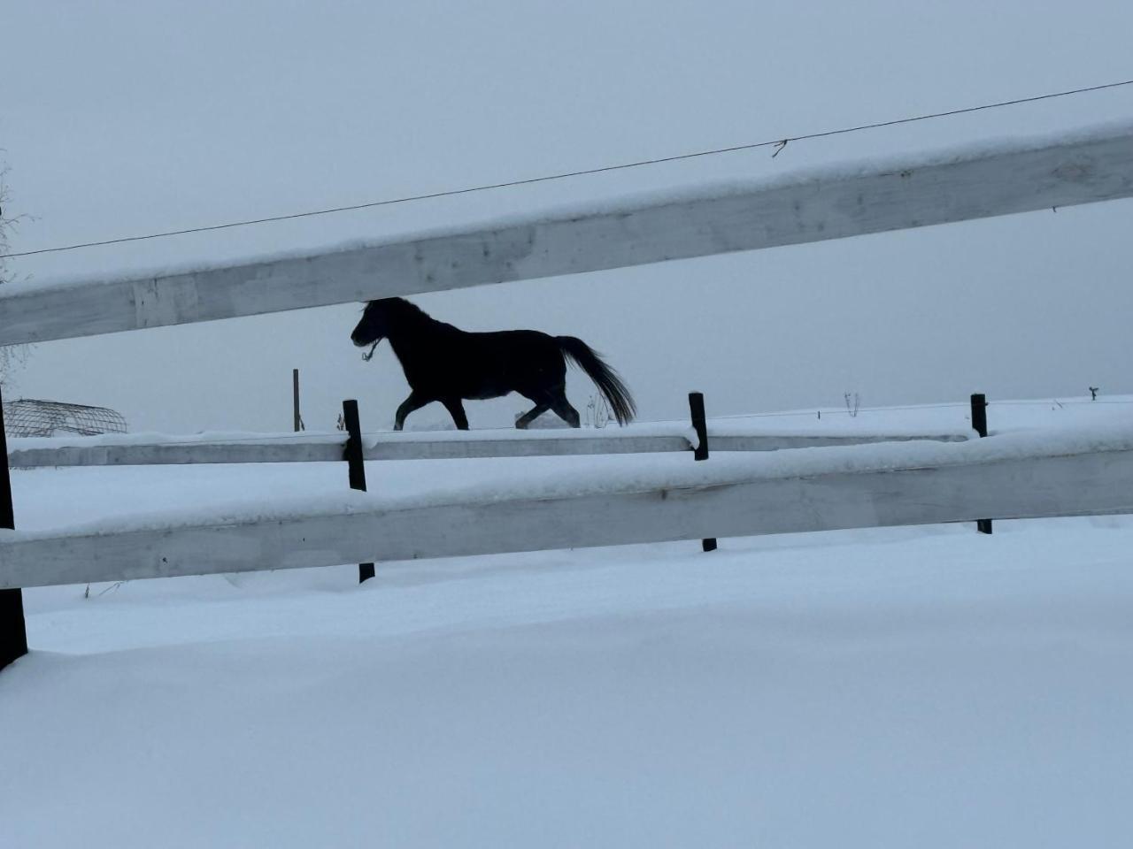 Horse Garden