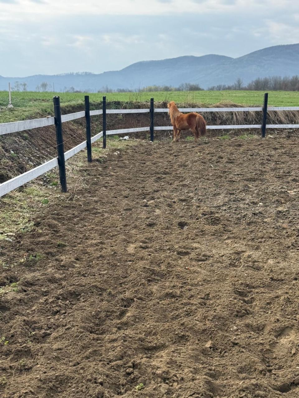 Horse Garden