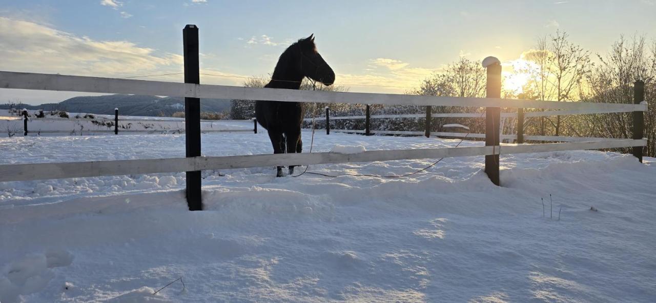 Horse Garden
