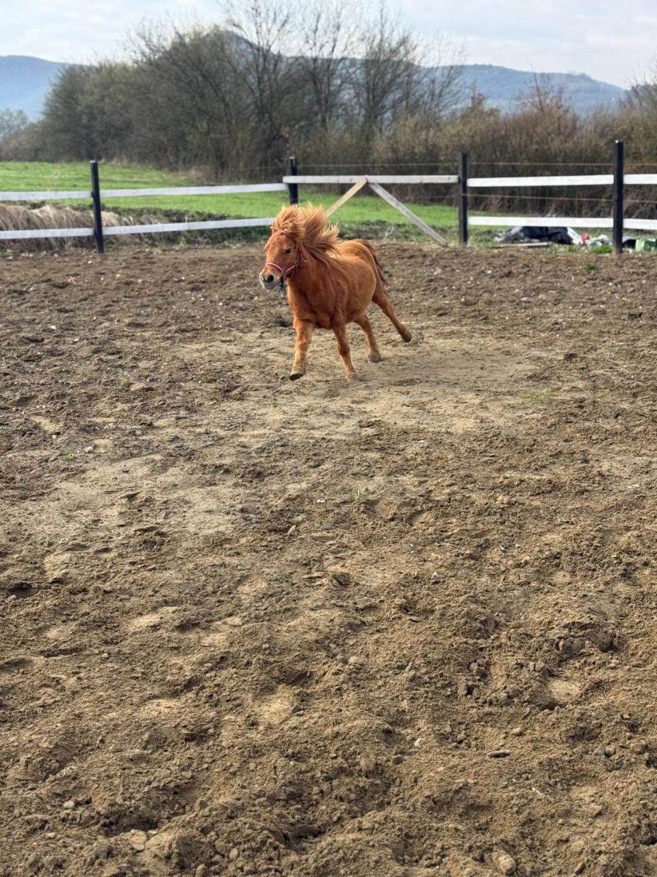 Horse Garden